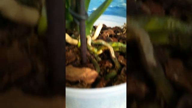 Эксперимент с зеленой плесенью, немного про удобрения и про полив. смотреть онлайн