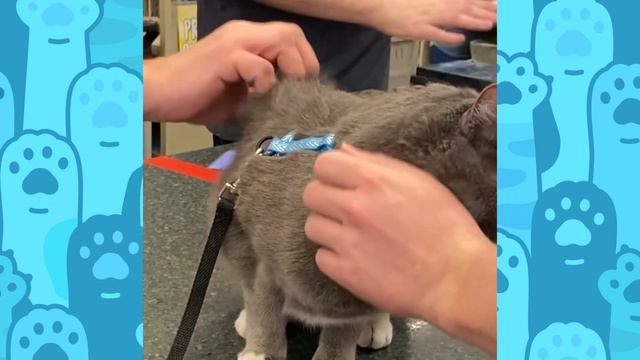 Therapy Cat is on a Mission to Heal People with His Purrs смотреть онлайн