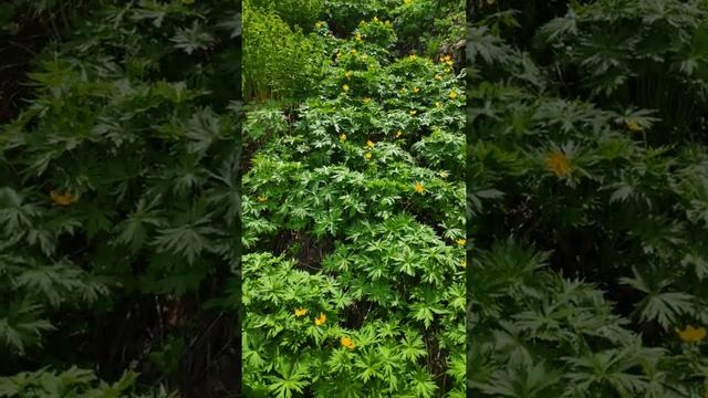 Купальница в природе смотреть онлайн