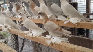 ДВУХЧУБЫЕ УЗБЕКСКИЕ ГОЛУБИ / Uzbek pigeons in Germany ( Alexander Zickert , Sassenburg )