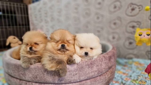 ДЕКАБРИНКИ 2022 смотреть онлайн