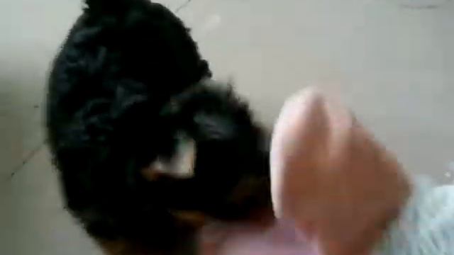 Yorkshire Terrier Puppy Vs Sheep