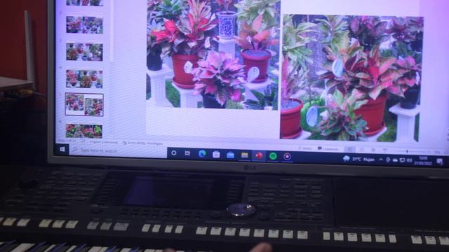ANEKA TANAMAN HIAS SANGAT INDAH,MENARIK SEKALI, AGLONEMA, ADENIUM, ANGGREK, MERAK DLL смотреть онлайн