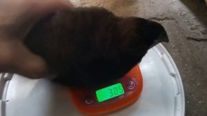 Сколько весят наши бройлерные перепела в 45 и 54 дня Фараон Феникс Техасец Московский Черный перепе