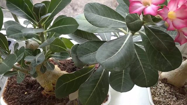 адениумы в апреле,как выглядят #обзорцветов #адениум смотреть онлайн