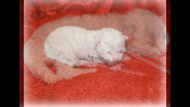 Devon Rex Kittens for sale Devon Rex Cats for sale Devon Rex Breeder Devon Rex Cattery FL смотреть онлайн