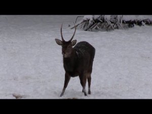 Охота на оленя с традиционным луком