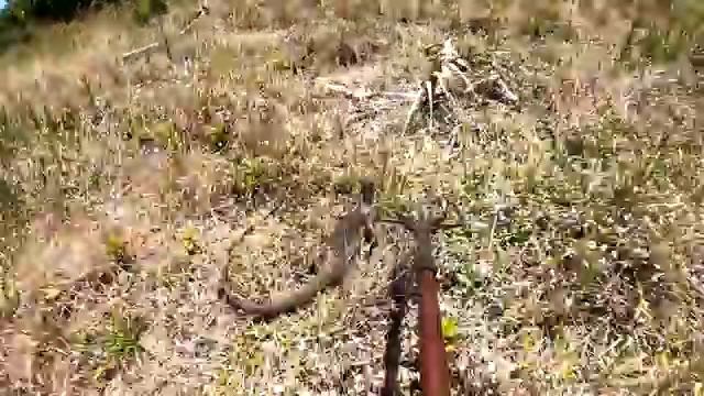 Iguana Catch And Cook - LIZARD CURRY!  Hunting Invasive Iguanas In Florida