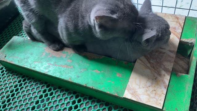 Cat in heat ? || Bon vs Bư8 || Munchkin Mate || Cat breeding ? смотреть онлайн