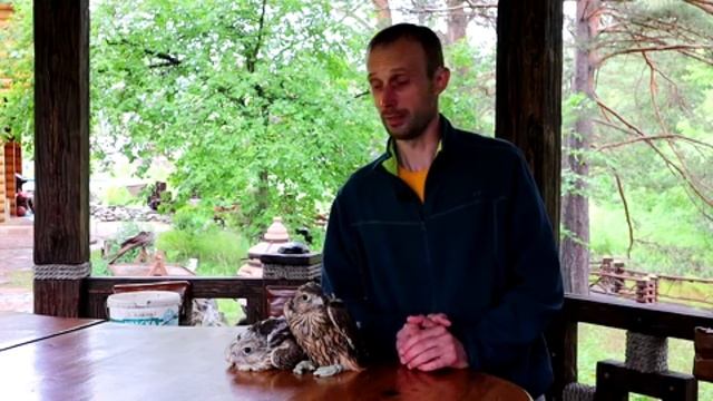 Falcon nursery. Соколиный питомник "Тайгун" в Алтайском крае смотреть онлайн