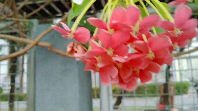 Hibiscus gumamela || Ixora Chinensis смотреть онлайн