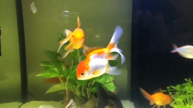 Buttery Telescope gold fish 55 gallon tank смотреть онлайн