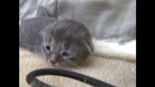 Первый раз в жизни котенок открыл глаза смотреть онлайн