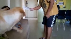 СОБАКА ЗАЩИЩАЕТ РЕБЕНКУ