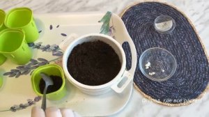 372.   Как уберечь астры от болезней.