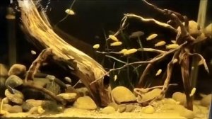 Аквариум с цихлидами. Скейп с корягами и камнем. Релакс.