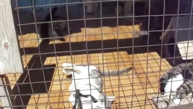 Возьмите кошку домой! смотреть онлайн