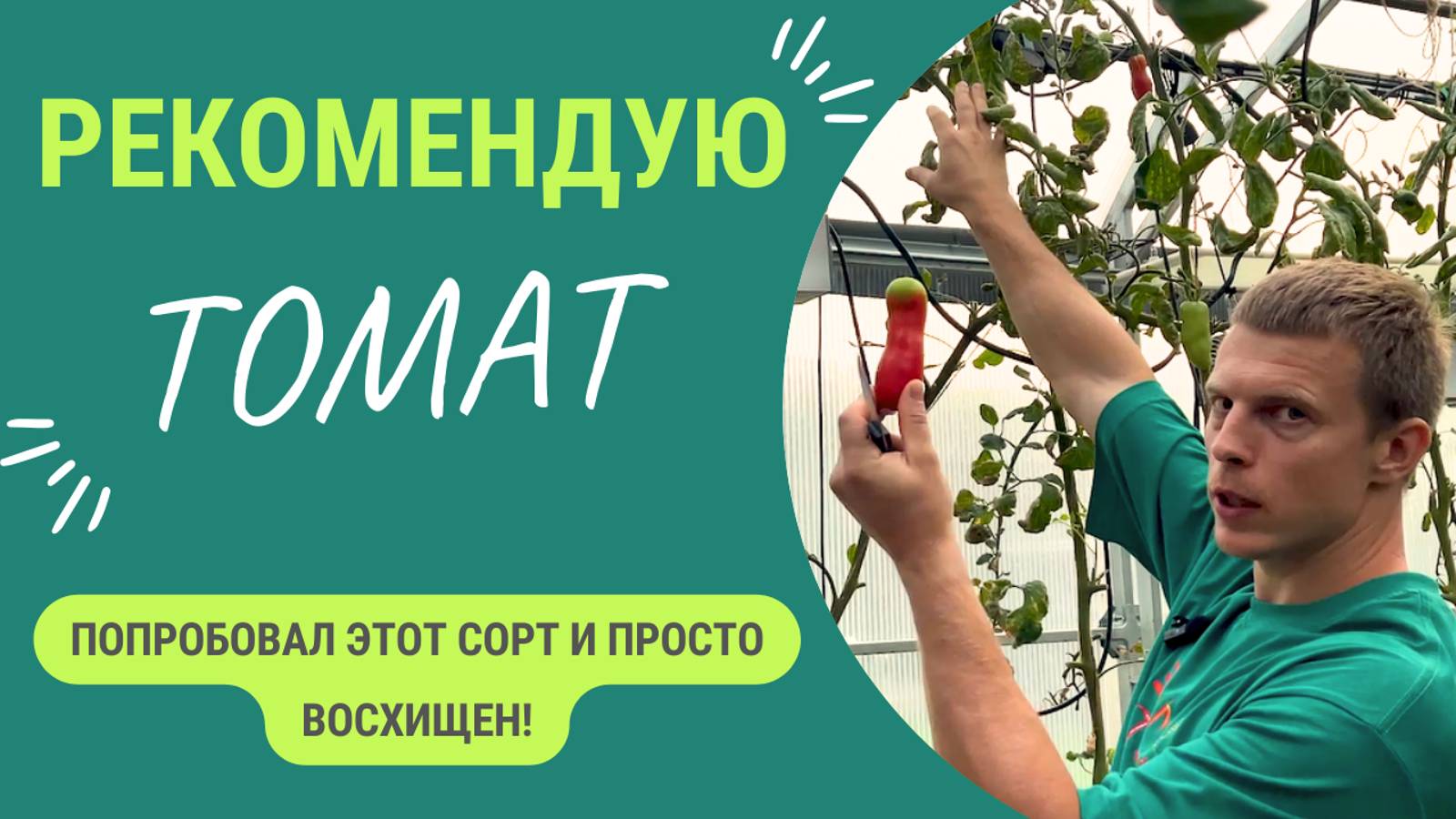 Гость из Италии. ✨Лучший✨ помидор для засолки. 100% буду выращивать в следующем году! смотреть онлайн