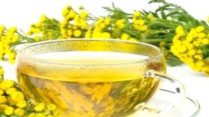 ГАСТРИТ, КОЛИТ , АРТРИТ,  АРТРОЗ ЛЕЧИТ ПИЖМА ОБЫКНОВЕННАЯ