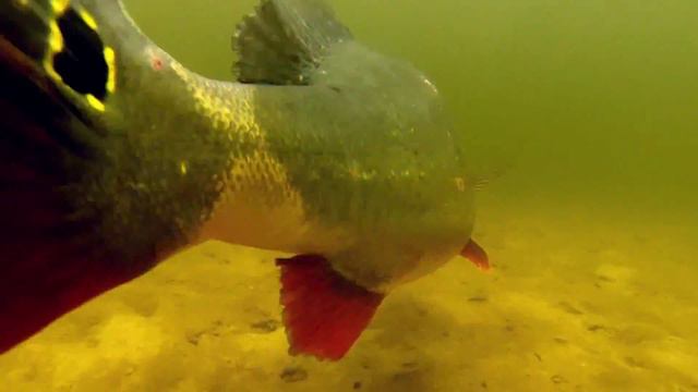 World's best Peacock Bass fishing смотреть онлайн