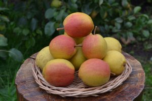 Красуля - сорт груши