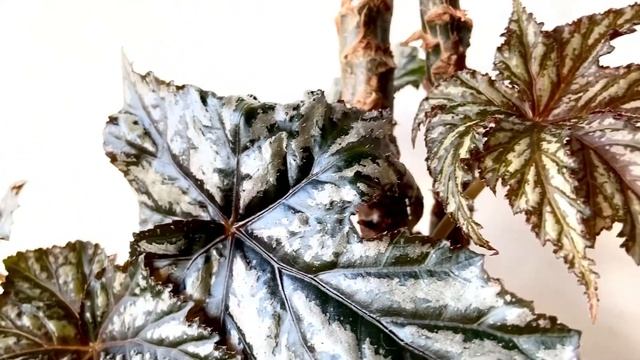 BEGONIA GRYPHON or PEGASUS [Short Video Overview] смотреть онлайн