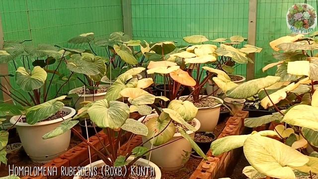 Homalomena Rubescens (Roxb.) Kunth