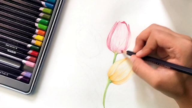 Easy tulip pencil color tutorial | beginner’s pencil color tutorial | sketch with me смотреть онлайн