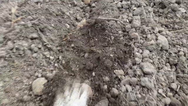 Посадка картофеля культиватором или мотоблоком (Husqvarna TF 230) смотреть онлайн