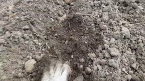 Посадка картофеля культиватором или мотоблоком (Husqvarna TF 230)