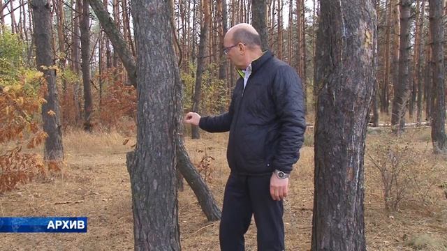 Борьба за Северный лес продолжается! смотреть онлайн