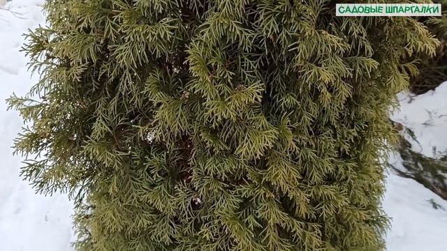 Туи Брабант и Смарагд без стрижек. смотреть онлайн