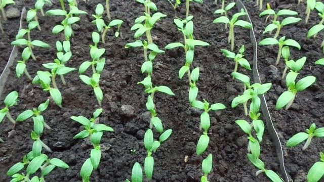 КАК СОХРАНИТЬ НЕЖНЫЕ СЕЯНЦЫ ТОМАТОВ И ПЕРЦА? Ольга Чернова. смотреть онлайн