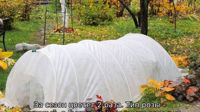 Голландские розы смотреть онлайн