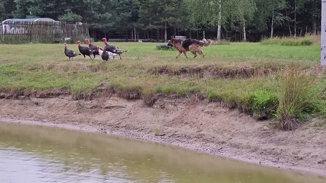 Жизнь на лесном хуторе. Строительство гаража мечты в котором будет даже тёплый пол. смотреть онлайн
