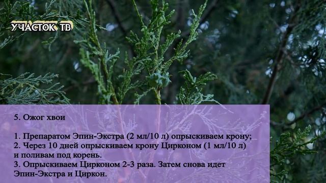 БОЛЕЗНИ и ВРЕДИТЕЛИ ТУИ - Почему Желтеет Туя - Как Вылечить Тую смотреть онлайн