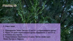 БОЛЕЗНИ и ВРЕДИТЕЛИ ТУИ - Почему Желтеет Туя - Как Вылечить Тую