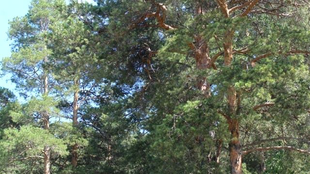 Странности на фото и видео. Необъяснимое в кадре. смотреть онлайн