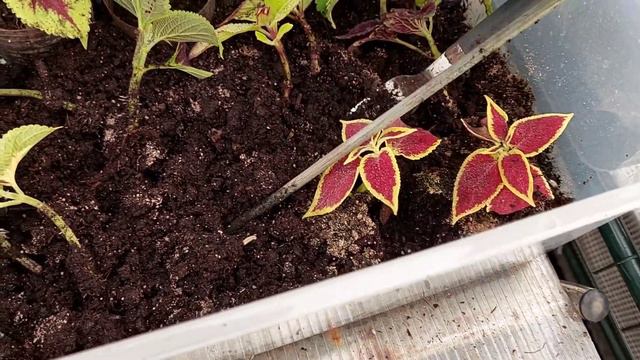 колеусы,100 %,укоренение #колеусы#