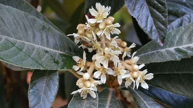 Bees Pollinating Loquat Flowers смотреть онлайн