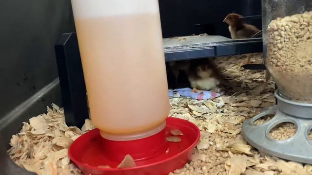 More Russian Orloff Chicks смотреть онлайн