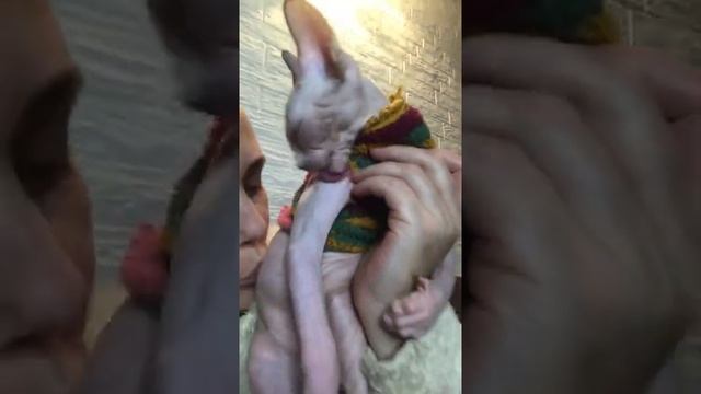Мой любимка❤️ Масик❤️самый добрый Сфинкс смотреть онлайн