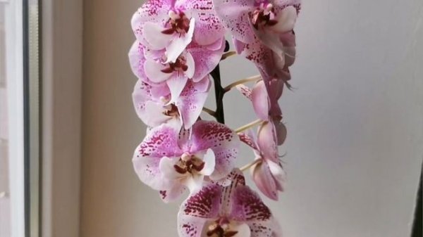 Phal. Charming Angelina (фаленопсис Чарминг Анджелина)