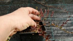 Саженец клюквы, что с ним делать?