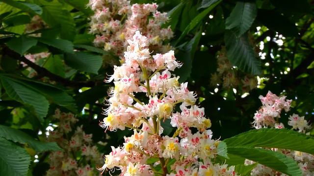 видеофон цветет каштан смотреть онлайн