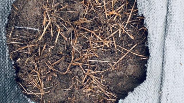 Cut flower plot: small scale cut flowers, planting peonies смотреть онлайн