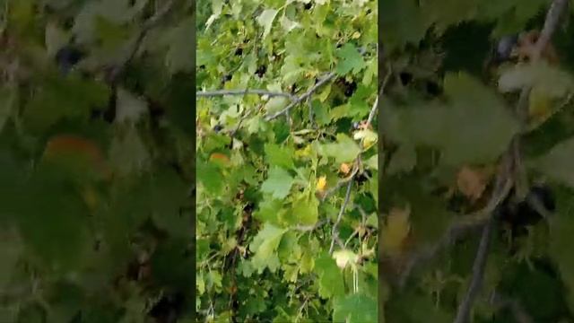 #Shorts#Урожай чёрной смородины в 2021 году. Black currant harvest in 2021 смотреть онлайн