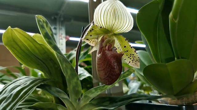 ПОТРЯСАЮЩИЙ завоз ОРХИДЕЙ в 'Elsa Orchid ' №2,декабрь 2021.ОРХИДЕИ ПОЧТОЙ,Самара,ссылки-в описании. смотреть онлайн