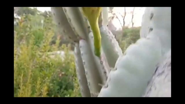 Здесь семена Мандрагоры подписчикам for subscribers!#сад#мандрагора#горы#прогулка#Review смотреть онлайн