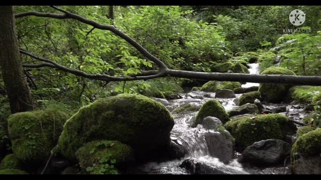 Медитация. Релаксация. Звуки леса. Звуки природы. Звуки воды. смотреть онлайн